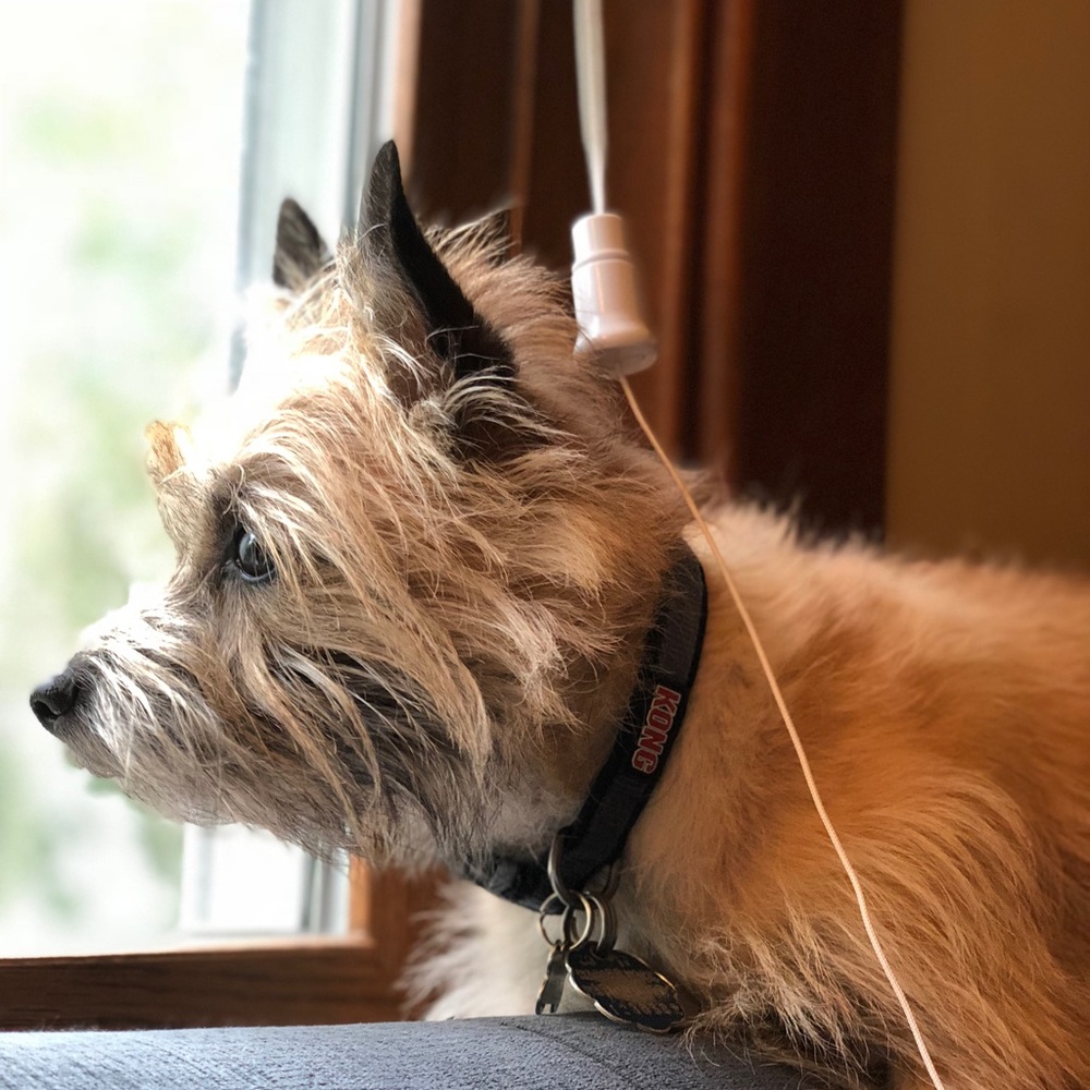 Meet your Posher, Lucy